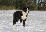 BORDER COLLIE 1048